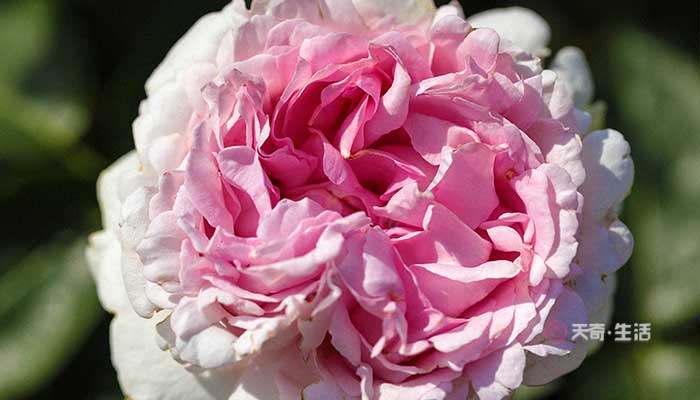 唯有牡丹真国色是谁的诗   唯有牡丹真国色是谁写的