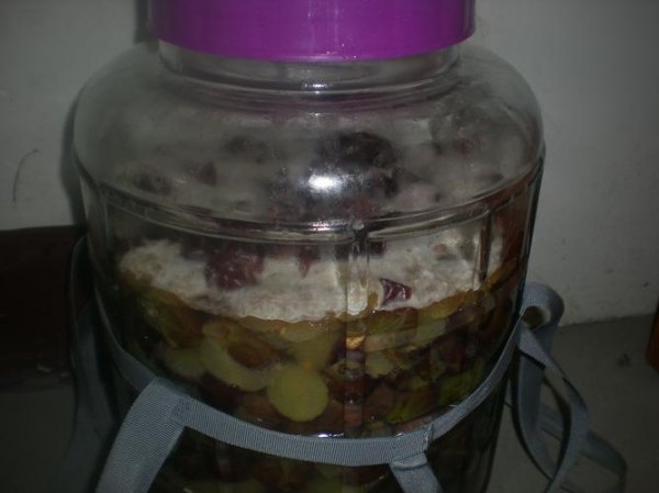 自制葡萄酒发酵长白毛