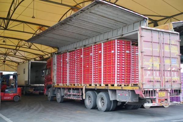 越南进口火龙果有毒吗（越南火龙果开始采用蒸汽消杀啦）(4)