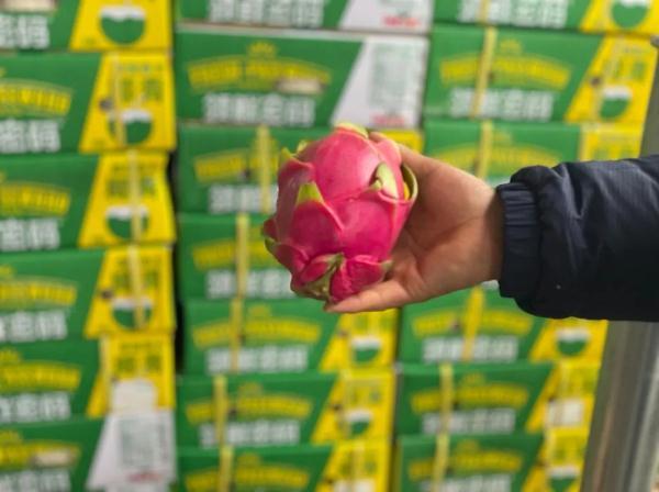 越南进口火龙果有毒吗（越南火龙果开始采用蒸汽消杀啦）(6)