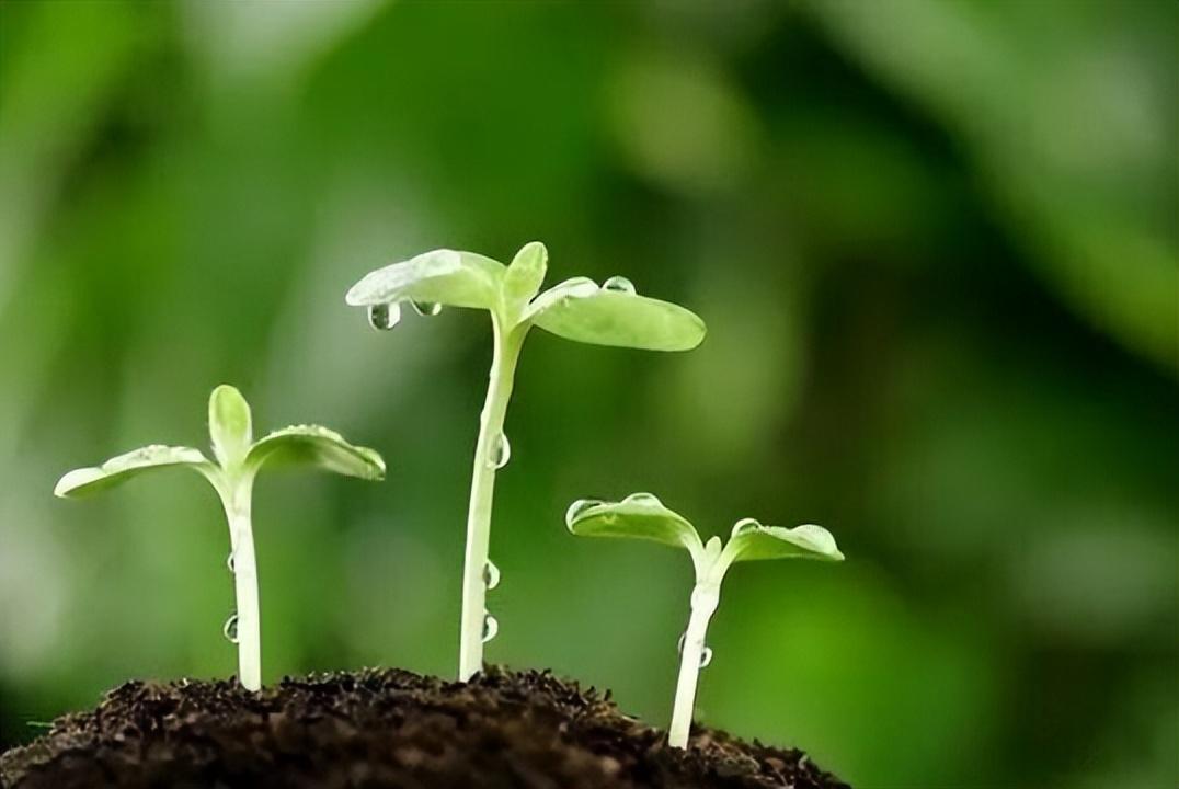 春天的特点有哪些(春天有哪些特点)