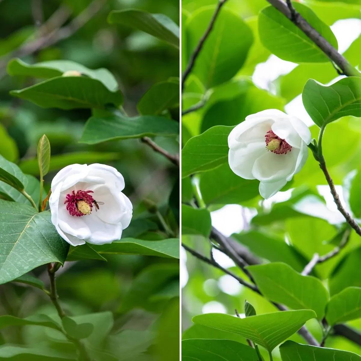 秦皇岛祖山海拔多少米(河北祖山简介)