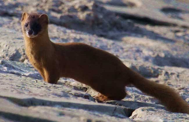 遇见黄鼠狼是什么预兆(遇见黄鼠狼的寓意)