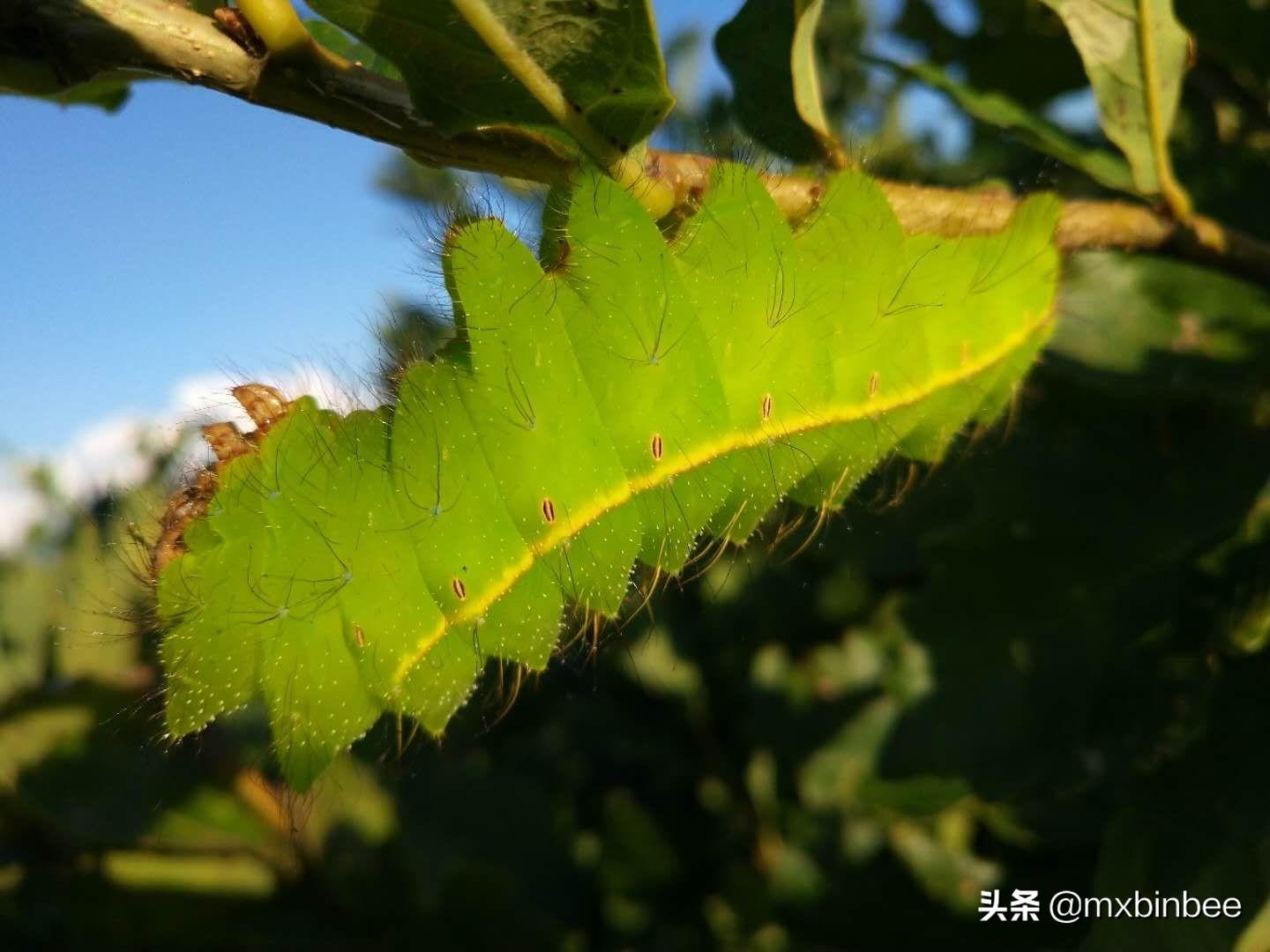 蚕茧为什么有不同颜色(蚕茧颜色由什么决定)