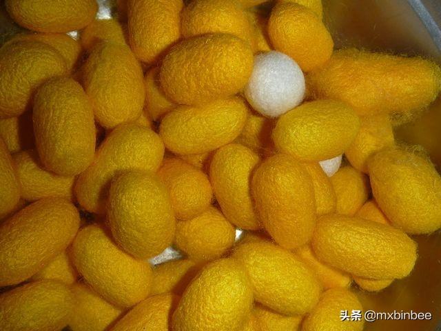 蚕茧为什么有不同颜色(蚕茧颜色由什么决定)