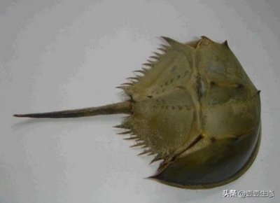 ​壹壹生态小百科-鲎鱼