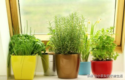 ​十种适合懒人种植的蔬菜，撒把种子在土里，一年到头吃不完