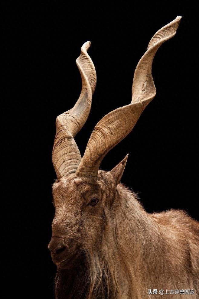 捻角山羊-古称 羬（qian）羊