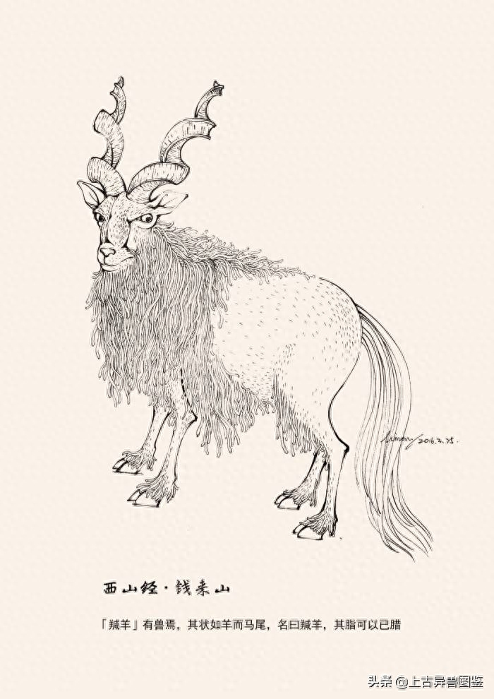 捻角山羊-古称 羬（qian）羊