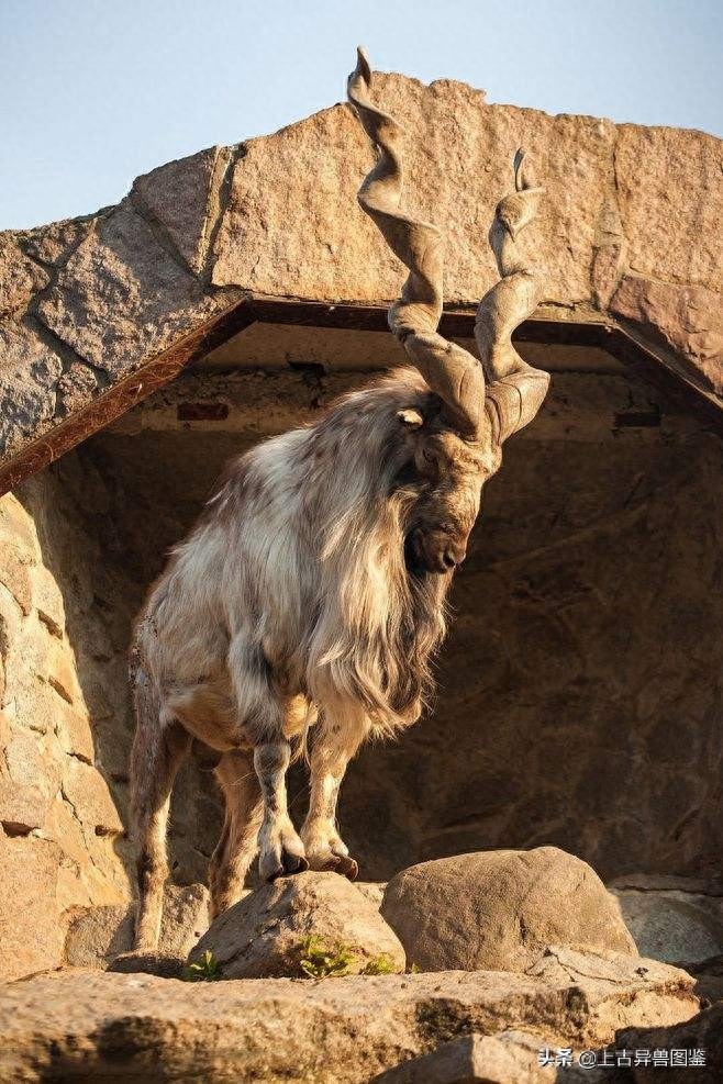 捻角山羊-古称 羬（qian）羊