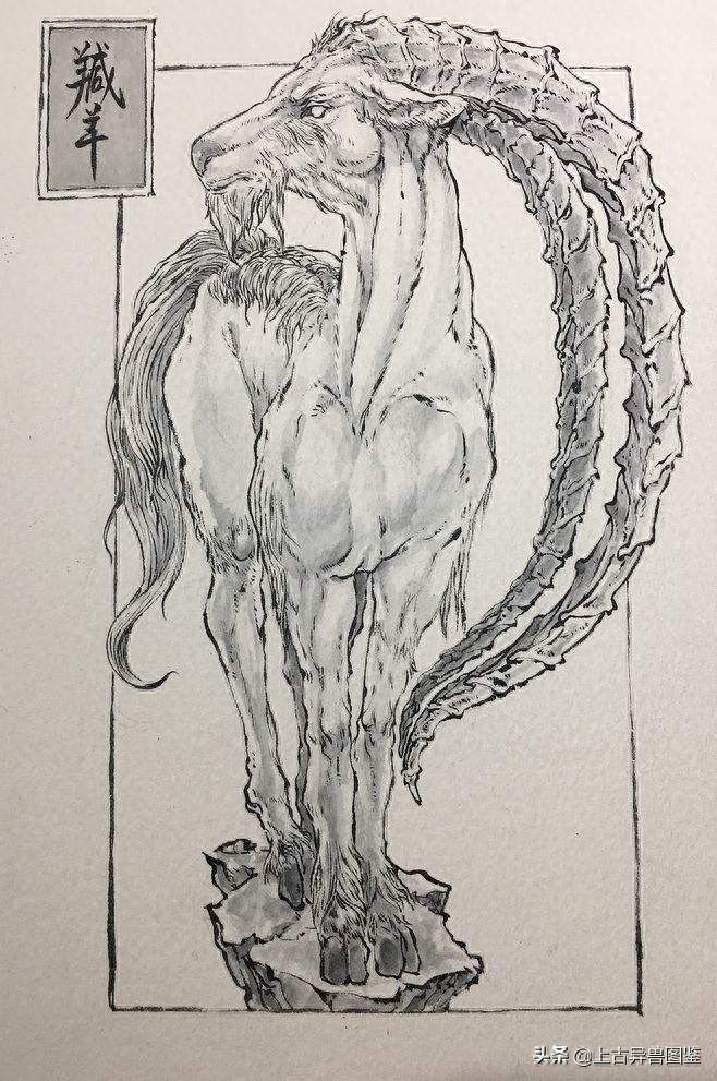 捻角山羊-古称 羬（qian）羊