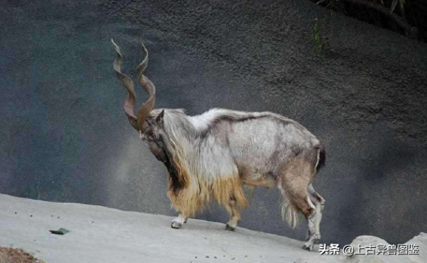捻角山羊-古称 羬（qian）羊