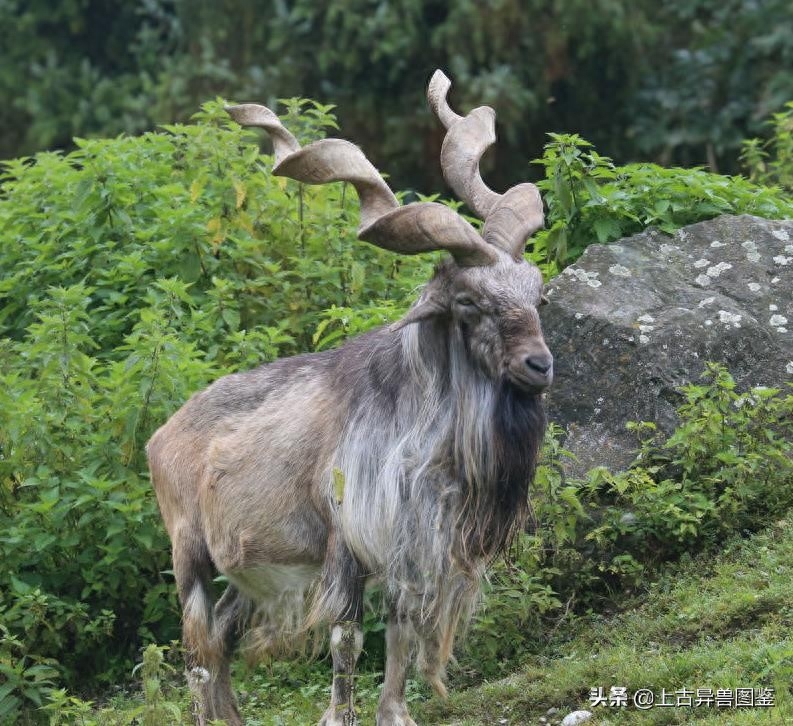 捻角山羊-古称 羬（qian）羊
