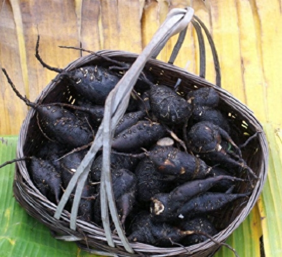 农村人所说的“钻地老鼠”，是不要钱的治癌良药