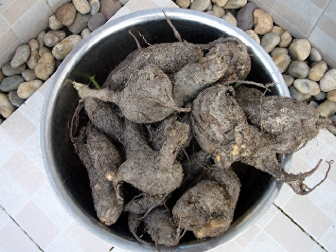 农村人所说的“钻地老鼠”，是不要钱的治癌良药