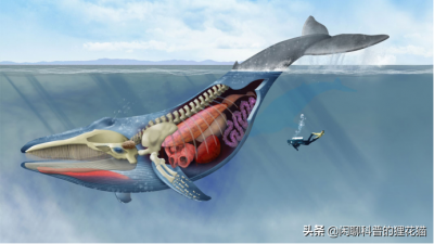 ​海洋濒危生物（海洋濒危生物图片）