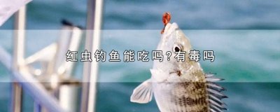 ​钓鱼红虫到底有没有毒 红虫有没有毒钓的鱼能吃吗