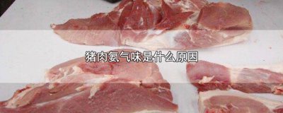 ​猪肉有氨气味道 猪肉有股刺鼻的氨臭味道