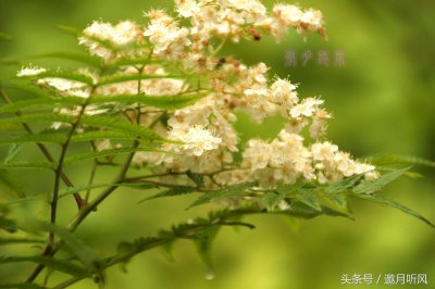 ​珍珠梅是什么花序类型 珍珠梅是什么花序的花