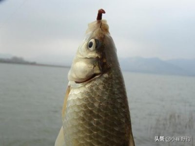 ​为什么蚯蚓钓不到大鱼（蚯蚓钓鱼最大忌讳）