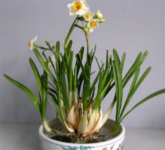 ​为什么家里不能养水仙花（为什么家里不能养水仙花的原因）