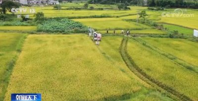 ​小麦几月份收割（北方小麦几月份收割）