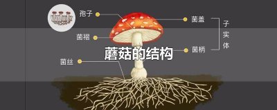 ​蘑菇特点以及作用 蘑菇的结构包括哪三部分