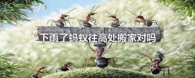 ​下雨天蚂蚁往高处搬家对吗 下雨前蚂蚁往高处搬家对不对
