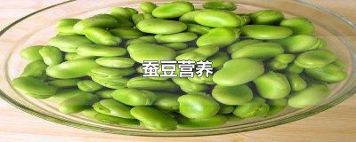 ​我们吃的蚕豆主要来自蚕豆种子中的什么 蚕豆种子的营养来自于哪里