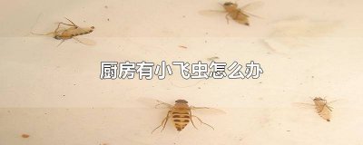 ​家里厨房有小飞虫怎么办? 教你一招 厨房有小飞虫怎么解决