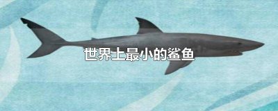 ​世界最小的鲨鱼叫什么 世界上最小的鲨鱼有多小