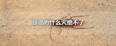 ​为什么蟑螂不会灭绝 为什么无法灭绝蟑螂
