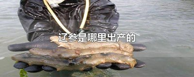 ​辽宁产什么参 辽参有多少品种
