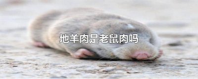 ​老鼠肉和羊肉的区别 羊肉是老鼠肉做的吗