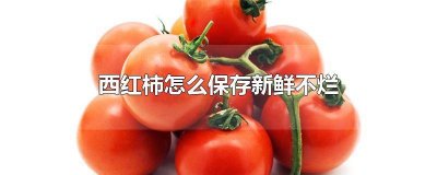 ​新鲜西红柿怎么贮藏保持新鲜 熟透的西红柿怎么保存