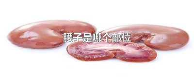 ​腰子是什么位置 腰在哪个位置图 图解