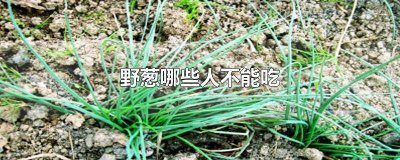 ​冬天的野葱可以吃吗 野生葱花可以吃吗