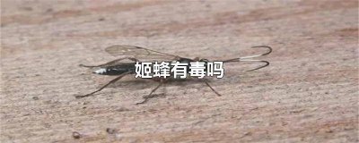 ​姬蜂是寄生蜂吗 中国齿腿姬蜂有毒吗