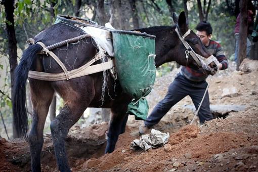 骡子为何不可以当战马用?根本原因是它有更大的作用!