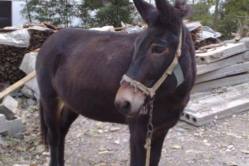 骡子为何不可以当战马用?根本原因是它有更大的作用!