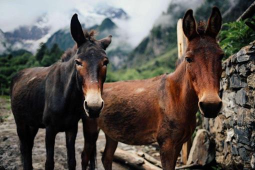 骡子为何不可以当战马用?根本原因是它有更大的作用!