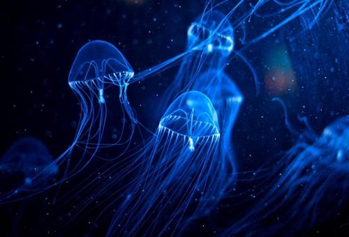 澳洲方水母有多毒?