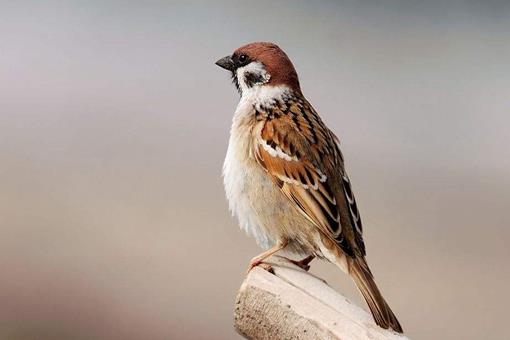 八白散中的白丁香真的是麻雀屎吗?