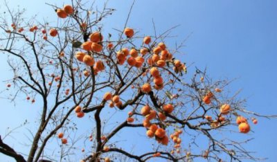 ​柿子和酸奶一起吃会中毒吗
