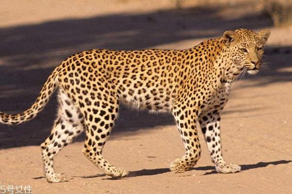 豹纹美甲怎么画好看?不到一分钱画出性感美甲 豹纹美甲怎么画好看?不到一分钱画出性感美甲