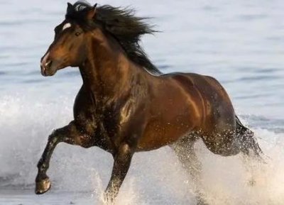 ​宋朝打不过辽金和蒙古是因为战马吗 宋朝为何不养战马