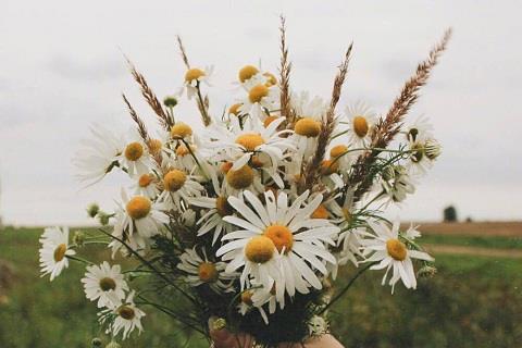 对女生表白送什么花0