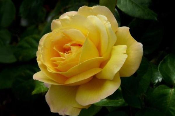 如何委婉的拒绝别人的表白？真实表达自己避免伤害对方