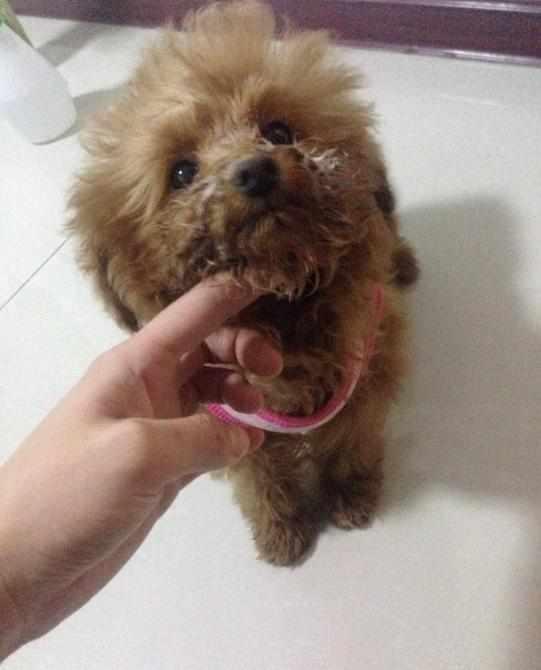 泰迪可以喝酸奶吗？我最后悔的事，就是给我家泰迪喂酸奶了！