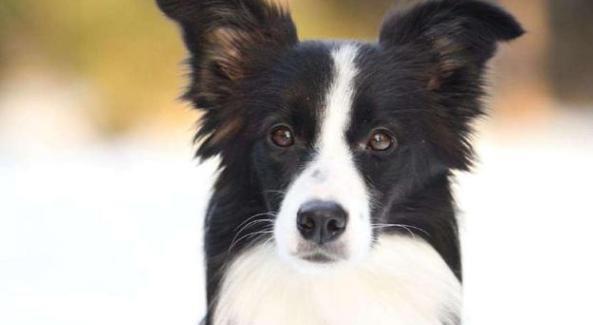 6种狗狗最通“人性”,金毛榜上有名,最后一种很通?